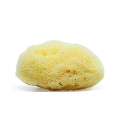 Sponges & Diddlers Sponges & Diddlers