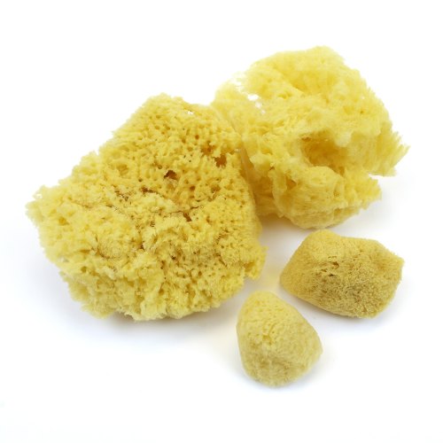 Mudtools Sponges