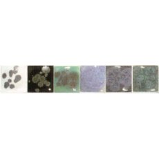 Reactive Blue Spectrum Dry Crystals Reactive Blue Spectrum Dry Crystals