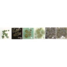 Reactive Green Spectrum Dry Crystals Reactive Green Spectrum Dry Crystals