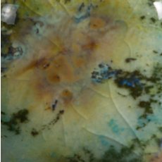 Mountain Moss Mayco Jungle Gem Mountain Moss Mayco Jungle Gem