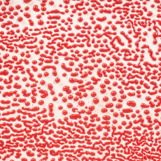 Red Amaco Crawls Glaze Red Amaco Crawls Glaze