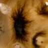 Oriental Caramel Mayco Crystalite