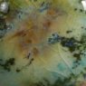 Mountain Moss Mayco Jungle Gem