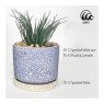 Speckled White Amaco Crawls Glaze Speckled White Amaco Crawls Glaze